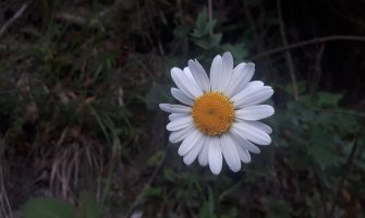 Promjenljivo oblačno, ponegdje kiša 