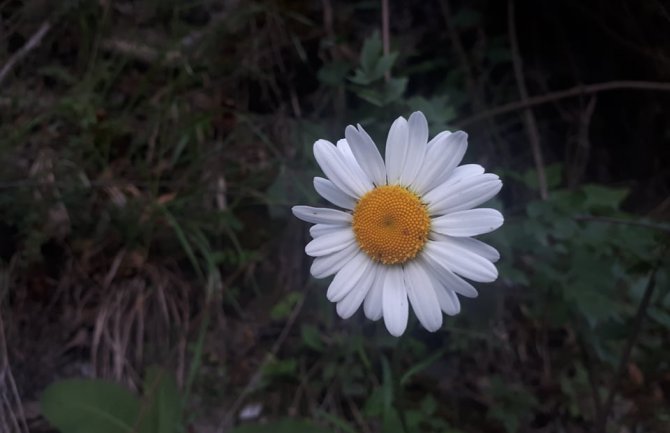 Promjenljivo oblačno, ponegdje kiša 