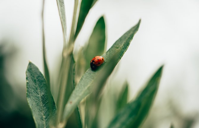 Promjenljivo oblačno i nestabilno, mjestimično kiša
