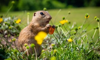 Pretežno sunčano, do 28 stepeni