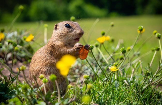 Pretežno sunčano, do 28 stepeni