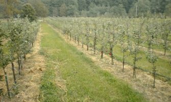 Isplaćene subvencije za 907 proizvođača po hektaru ukupne vrijednosti 215 hiljada eura