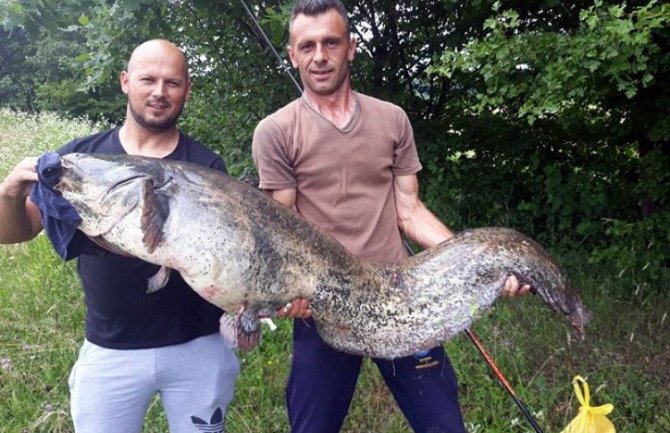 Ulovio soma kapitalca teškog  45 kilograma i dugačkog 117 centimetara