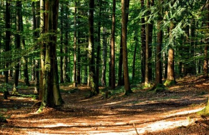 Koncesionari ove godine sve platili