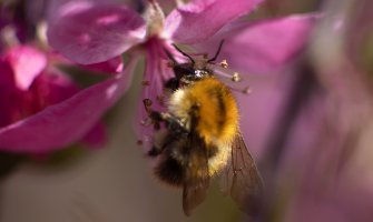 Do 35 stepeni, promjenljivo oblačno i mjestimično kiša
