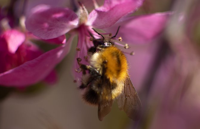 Do 35 stepeni, promjenljivo oblačno i mjestimično kiša