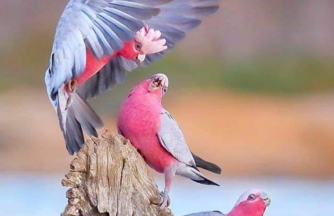 Promjenljivo oblačno, u drugom dijelu dana kiša