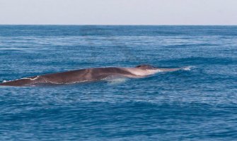 Kit perajar snimljen juče kod Luštice (VIDEO)