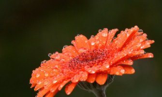 Promjenljivo oblačno, poslijepodne kiša