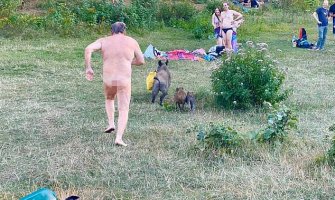 Divlja svinja ukrala nudisti laptop,  vlasnik trčao za njom