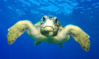 Morska kornjača spašena kod Platamuna, uvaćena na udicu