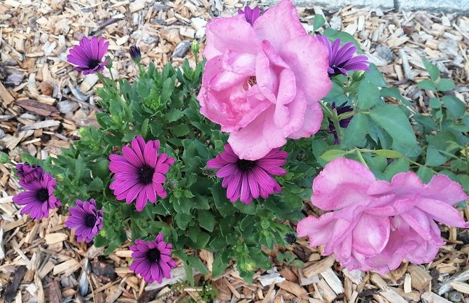 Sunčano i toplo, poslijepodne ponegdje kiša