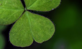 Pretežno sunčano, do 33 stepena