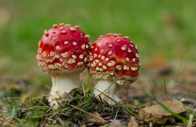 Pretežno sunčano, do 31 stepen