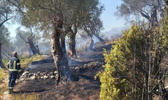 Desetine stabala masline uništeno u požaru na Maslinadi