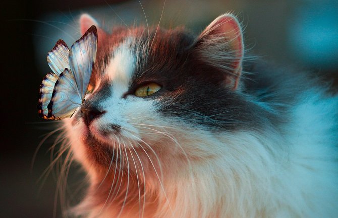 Pretežno sunčano i toplo, do 36 stepeni 