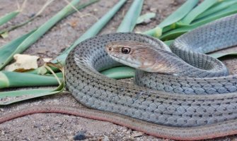 Pljevlja: U dvorištu kuće uhvaćena zmija otrovnica 