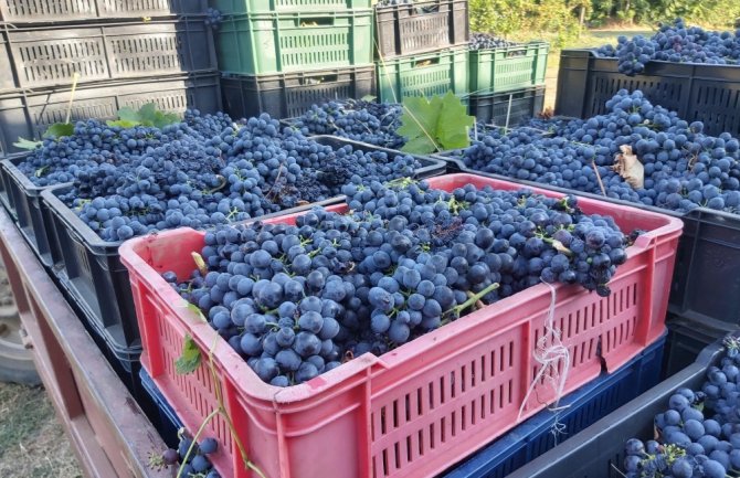 Počela berba grožđa na Oglednom imanju u Lješkopolju,  prinos za oko 50% veći nego u prošloj godini