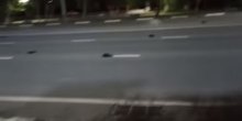 Veliki broj mrtvih ptica na ulicama ruskog grada Balakovo (VIDEO)