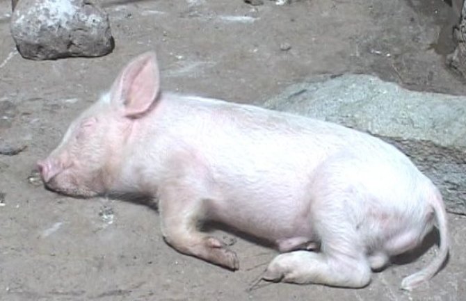 Nikšić: U bašti pronašao mrtvo prase