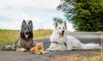 Psi prihvatili mače i odgajali ga kao sopstveno štene (FOTO)