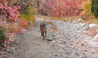 Planinar snimio susret sa pumom, vrebala ga šest minuta (VIDEO)