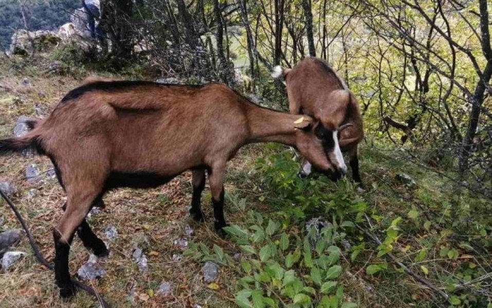 121813710728572224439470927154494873342604n