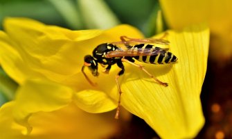 Naučnici napravili antibiotik od otrova ose