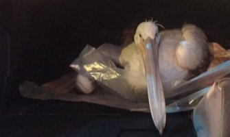 Upucan pelikan na Ulcinjskoj solani