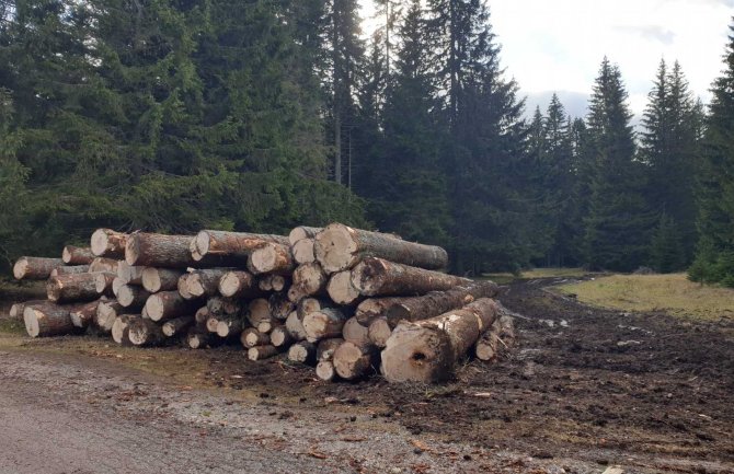 URA: Nova vlast će zaustaviti poharu i devastaciju šuma