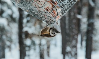 Kiša, tokom noći na sjeveru snijeg