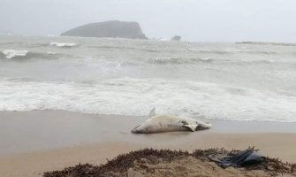 Budva: More izbacilo uginulog delfina
