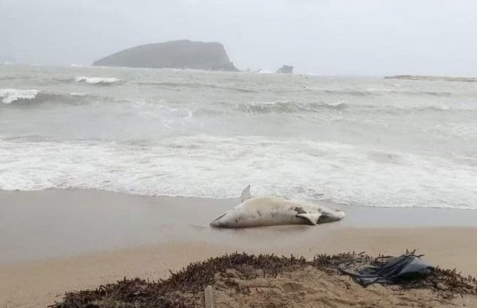 Budva: More izbacilo uginulog delfina