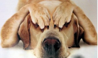 Recimo ne petardama i drugim pirotehničkim sredstvima