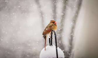 Promenljivo oblačno i suvo, do 14 stepeni 