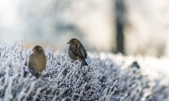 Jak mraz na sjeveru, do kraja dana povećanje oblačnosti