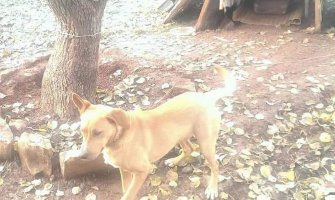 Potrebna pomoć napuštenim životinjama o kojima se brine Jovo Samardžić