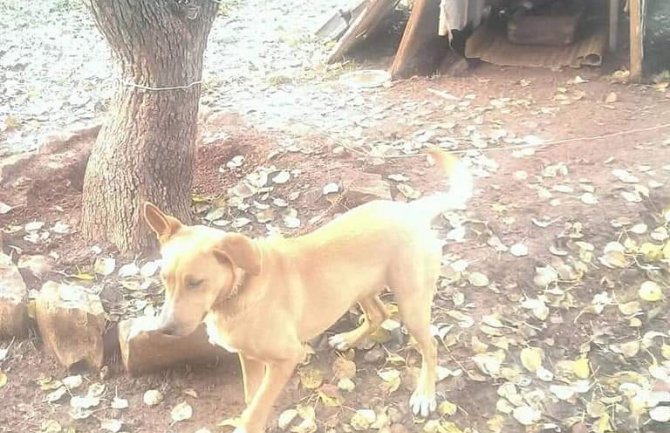 Potrebna pomoć napuštenim životinjama o kojima se brine Jovo Samardžić