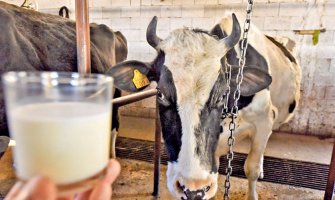 Raste proizvodnja i otkup mlijeka u Bijelom Polju