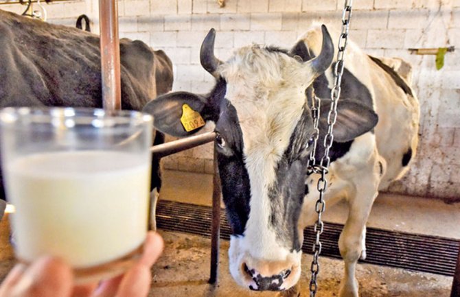 Raste proizvodnja i otkup mlijeka u Bijelom Polju