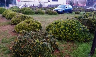Automobilom uništio travnjak i veoma vrijedno stablo masline u kružnom toku 