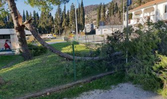 Tivat: Problemi zbog bure, oboreno više stabala