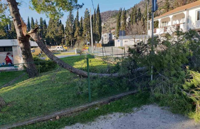 Tivat: Problemi zbog bure, oboreno više stabala