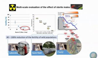Prijetnja Mediteranu i bolesti koju mogu prenositi komarci
