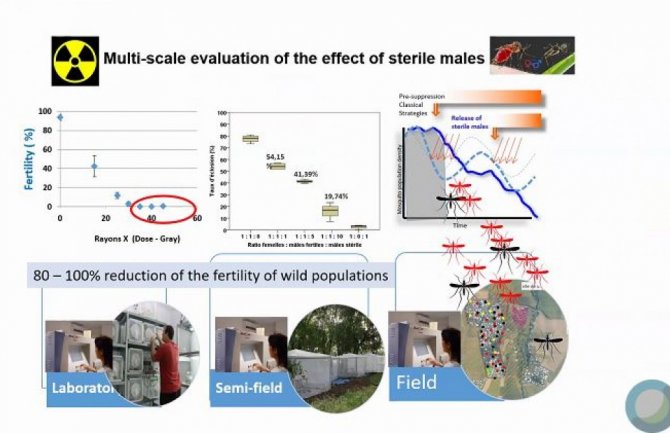Prijetnja Mediteranu i bolesti koju mogu prenositi komarci