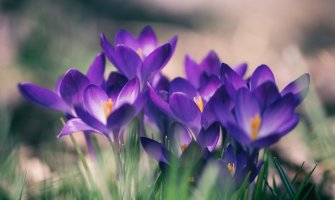 Pretežno sunčano, do 21 stepen