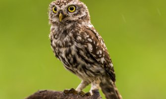 Sjutra pretežno sunčano, do 20 stepeni