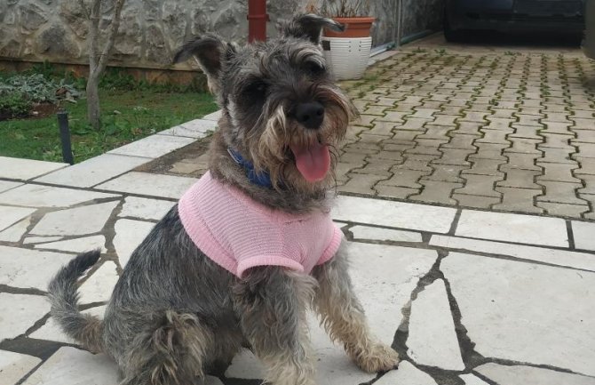 Napad na psa i vlasnicu kod Tivta