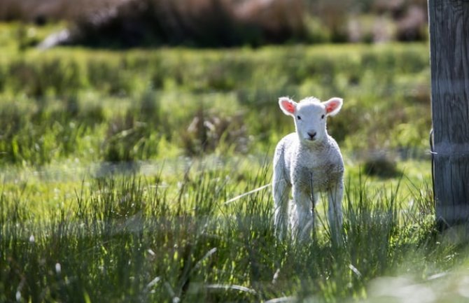 Bez padavina za dane vikenda, do 20 stepeni