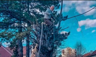 Deda Ljubo iz Berana sa 90 godina potkresuje lipu